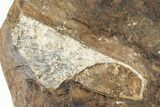 Four Fossil Ginkgo Leaves From North Dakota - Paleocene #201229-2